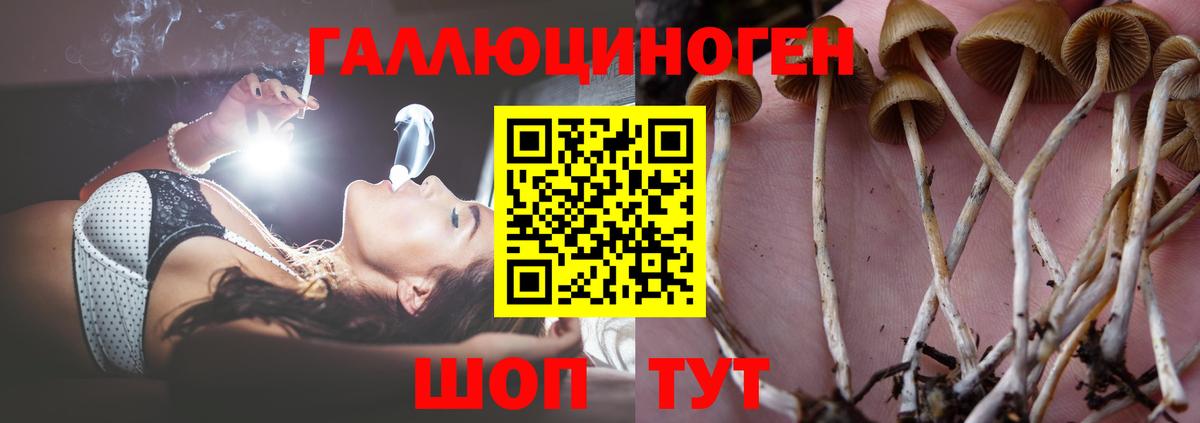 Галлюциногенные грибы Psilocybine cubensis Саратов